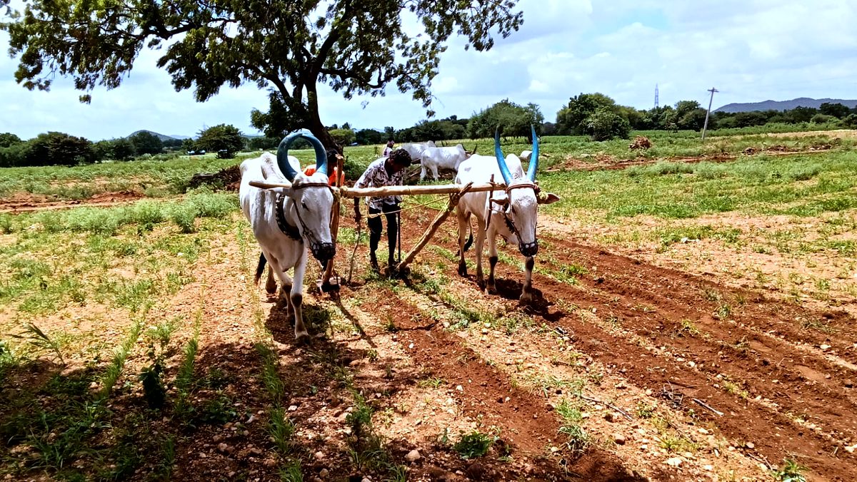 Bullocks ploughing red soil on our farm